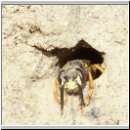 Philanthus triangulum - Bienenwolf 003.jpg